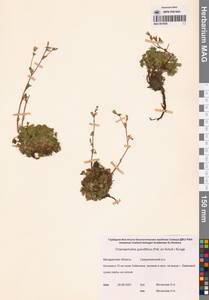 Хамеродос крупноцветковый (Pall. ex Schult.) Bunge, Сибирь, Чукотка и Камчатка (S7) (Россия)