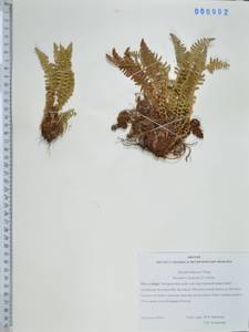 Щитовник пахучий (L.) Schott, Сибирь, Дальний Восток (S6) (Россия)