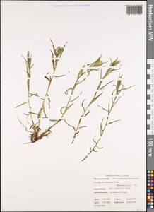 Кастиллея бледная (L.) Kunth, Сибирь, Чукотка и Камчатка (S7) (Россия)