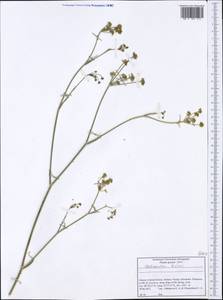 Johrenia distans (Griseb.) Halácsy, Западная Европа (EUR) (Греция)