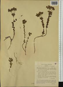 Euphorbia triflora Schott, Nyman & Kotschy, Западная Европа (EUR) (Италия)