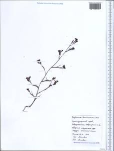 Володушка ветвистая C. Koch ex Boiss., Кавказ, Черноморское побережье (от Новороссийска до Адлера) (K3) (Россия)