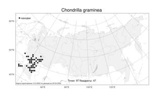 Chondrilla graminea, Хондрилла злаколистная M. Bieb., Атлас флоры России (FLORUS) (Россия)