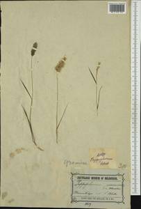 Enneapogon nigricans (R.Br.) P.Beauv., Австралия и Океания (AUSTR) (Австралия)