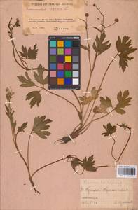 Лютик ползучий L., Восточная Европа, Восточный район (E10) (Россия)