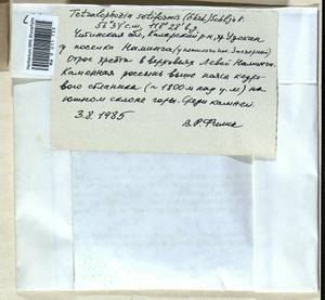 Tetralophozia setiformis (Ehrh.) Schljakov, Гербарий мохообразных, Мхи - Прибайкалье и Забайкалье (B18) (Россия)