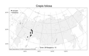 Crepis foliosa, Скерда облиственная Babc., Атлас флоры России (FLORUS) (Россия)