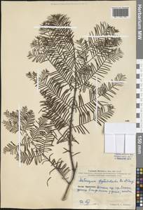 Metasequoia glyptostroboides Hu & W.C.Cheng, Зарубежная Азия (ASIA) (КНР)