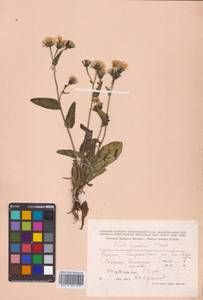 Picris japonica subsp. japonica, Сибирь, Дальний Восток (S6) (Россия)