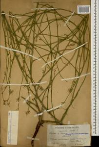 Хондрилла ситниковидная L., Кавказ, Армения (K5) (Армения)