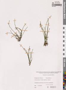 Хвощ камышковый Michx., Сибирь, Чукотка и Камчатка (S7) (Россия)