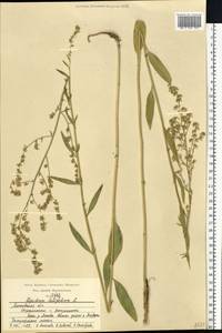 Клоповник широколистный L., Восточная Европа, Московская область и Москва (E4a) (Россия)