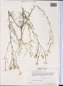 Ipomopsis longiflora (Torr.) V. Grant, Америка (AMER) (США)