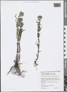 Achillea salicifolia subsp. salicifolia, Сибирь, Прибайкалье и Забайкалье (S4) (Россия)