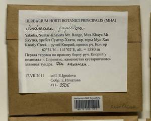 Andreaea rupestris var. papillosa (Lindb.) Podp., Гербарий мохообразных, Мхи - Якутия (B19) (Россия)