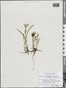 Ирис песчаный Waldst. & Kit., Восточная Европа, Центральный лесостепной район (E6) (Россия)