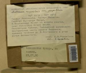 Andreaea rupestris var. papillosa (Lindb.) Podp., Гербарий мохообразных, Мхи - Красноярский край, Тыва и Хакасия (B17) (Россия)