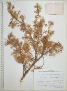 Можжевельник скальный Pall., Сибирь, Дальний Восток (S6) (Россия)