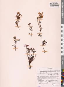 Мытник прелестный Adams ex Steven, Сибирь, Чукотка и Камчатка (S7) (Россия)