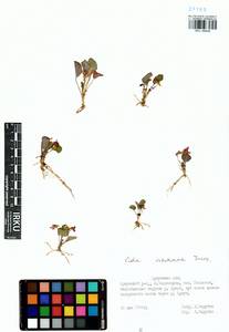 Viola tenuicornis subsp. ircutiana (Turcz.) Espeut, Сибирь, Прибайкалье и Забайкалье (S4) (Россия)