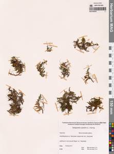 Плаунок наскальный (L.) Spring, Сибирь, Чукотка и Камчатка (S7) (Россия)