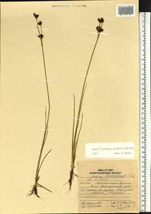 Juncus castaneus subsp. leucochlamys (V.J.Zinger ex V.I.Krecz.) Hultén, Сибирь, Чукотка и Камчатка (S7) (Россия)