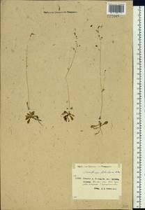Камнеломка листочковая (R. Br.) Gornall, Сибирь, Якутия (S5) (Россия)