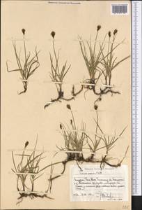 Осока безжилковая C.A.Mey., Средняя Азия и Казахстан, Западный Тянь-Шань и Каратау (M3) (Узбекистан)