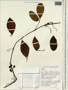 Vitaceae, Зарубежная Азия (ASIA) (Вьетнам)