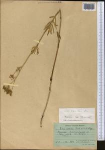 Поручейник сахарный L., Средняя Азия и Казахстан, Муюнкумы, Прибалхашье и Бетпак-Дала (M9) (Казахстан)