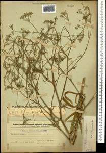 Резак обыкновенный Bernh., Кавказ, Азербайджан (K6) (Азербайджан)