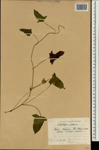 Calystegia pubescens Lindl., Зарубежная Азия (ASIA) (КНДР)