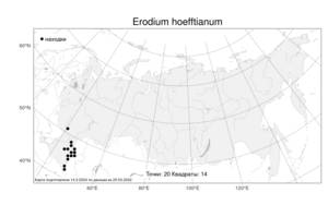 Erodium hoefftianum, Аистник Гефта C. A. Mey., Атлас флоры России (FLORUS) (Россия)