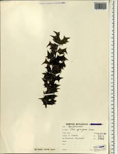 Ilex aquifolium L., Зарубежная Азия (ASIA) (Иран)