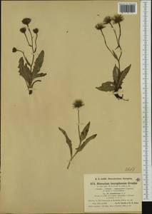 Hieracium levicaule subsp. acroleucum (Stenstr.) Zahn, Западная Европа (EUR) (Швейцария)