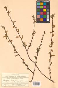 Salix elbrusensis Boiss., Кавказ, Ставропольский край, Карачаево-Черкесия, Кабардино-Балкария (K1b) (Россия)