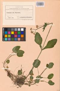 Валериана цельнолистная (Rchb.) Kabath, Восточная Европа, Западно-Украинский район (E13) (Украина)