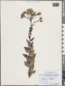 Яcтребинка мощная Fr., Восточная Европа, Центральный лесостепной район (E6) (Россия)