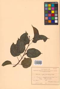 Актинидия Джиральди (Diels) Vorosch., Сибирь, Дальний Восток (S6) (Россия)