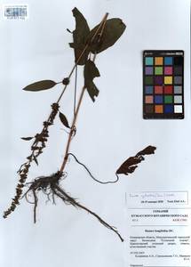 Rumex obtusifolius subsp. sylvestris (Lam.) Celak., Сибирь, Алтай и Саяны (S2) (Россия)