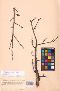 Вяз малый Mill., Восточная Европа, Северо-Украинский район (E11) (Украина)