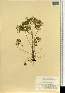 Geranium carolinianum L., Зарубежная Азия (ASIA) (КНР)