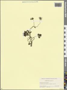 Лютик ползучий L., Кавказ, Ставропольский край, Карачаево-Черкесия, Кабардино-Балкария (K1b) (Россия)