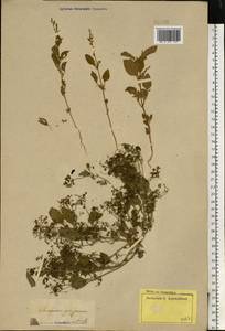 Lipandra polysperma (L.) S. Fuentes, Uotila & Borsch, Восточная Европа, Нижневолжский район (E9) (Россия)