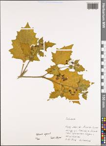 Паслен черный L., Восточная Европа, Московская область и Москва (E4a) (Россия)