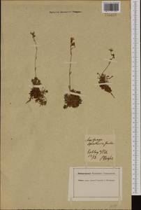 Saxifraga rosacea subsp. sternbergii (Willd.) M. Kerguélen & J. Lambinon, Западная Европа (EUR) (Германия)