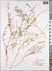 Спорыш незамечаемый, Спорыш незамеченный Besser, Восточная Европа, Центральный лесостепной район (E6) (Россия)