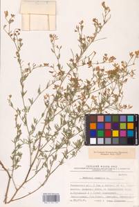 Люцерна серповидная L., Восточная Европа, Ростовская область (E12a) (Россия)