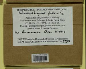 Schwetschkeopsis fabronia (Schwägr.) Broth., Гербарий мохообразных, Мхи - Дальний Восток (без Чукотки и Камчатки) (B20) (Россия)