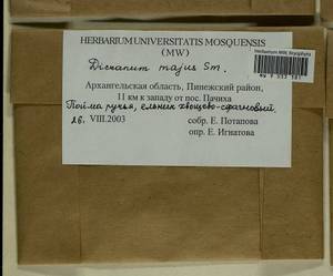 Dicranum majus Turner, Гербарий мохообразных, Мхи - Архангельская и Вологодская области, Коми, Ненецкий АО (B7) (Россия)